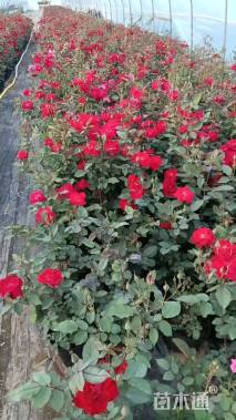 高度40厘米大花月季