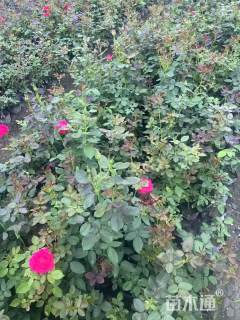 高度35厘米大花月季