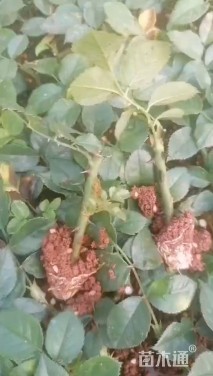 高度10厘米大花月季