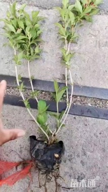 高度45厘米红王子锦带