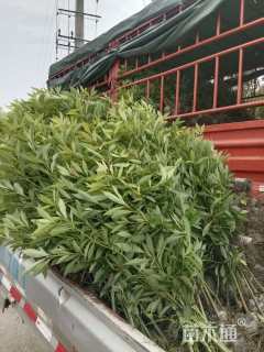 高度70厘米金丝楠木小苗