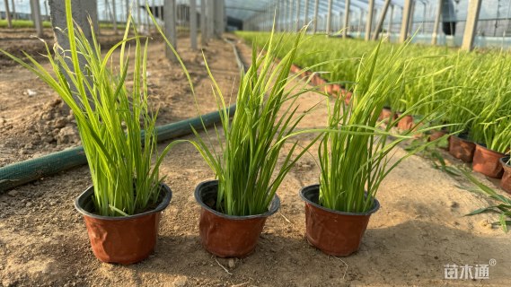 高度20厘米水生鸢尾