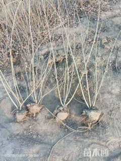 高度80厘米连翘