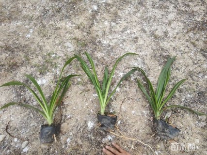 高度30厘米蜘蛛兰