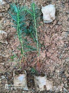 高度20厘米杉木小苗