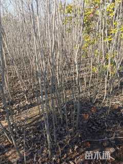 高度300厘米紫荆