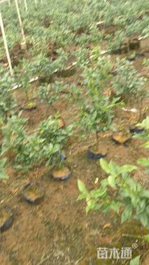 高度70厘米金桔