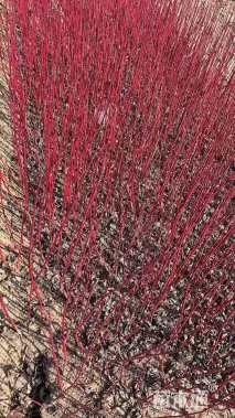 高度50厘米红瑞木