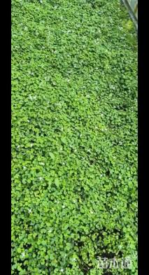 高度5厘米肾叶堇