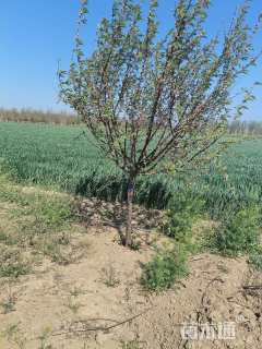 高度250厘米重瓣榆叶梅