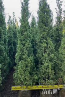 高度100厘米塔柏