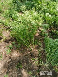 高度80厘米连翘