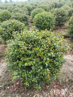 冠幅100厘米茶梅球