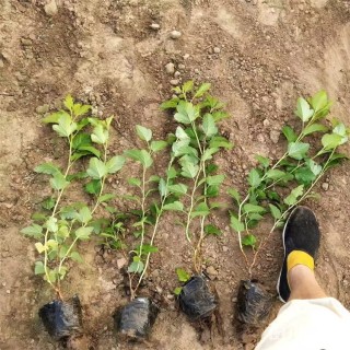 高度50厘米紫叶风箱果