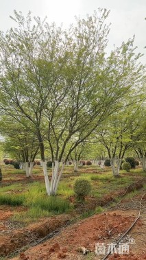 40公分(5杆)丛生朴树