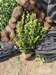 高度60厘米卫矛