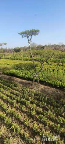 6公分造型小叶女贞