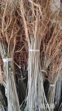 高度10厘米紫穗槐