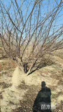 高度350厘米丛生山桃