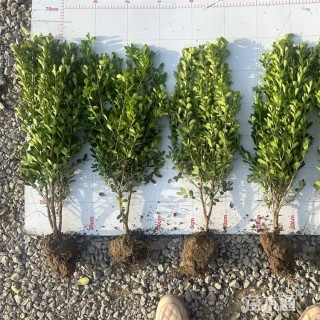 高度58厘米小叶黄杨