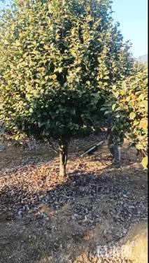 高度320厘米茶花