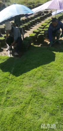 草块状草皮