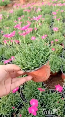 高度5厘米欧石竹