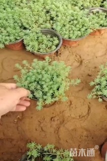 高度5厘米中华景天