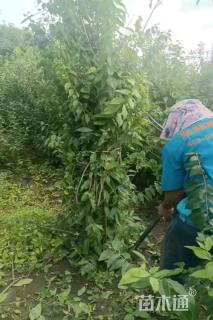 高度300厘米丛生蜡梅