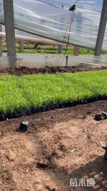 高度5厘米地被石竹