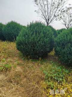 高度180厘米塔桧球