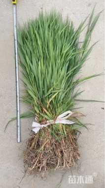 高度60厘米拂子茅