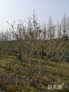 高度100厘米木绣球