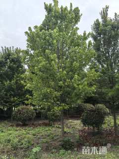 16公分美国红枫