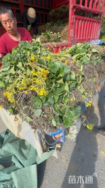 高度30厘米大吴风草