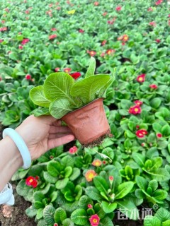 高度15厘米报春花