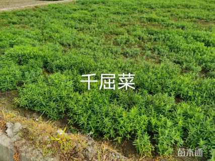 高度20厘米千屈菜