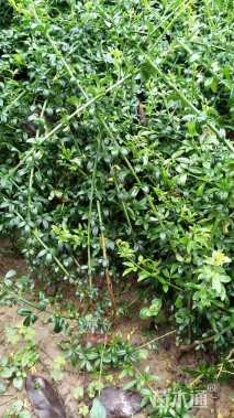 高度60厘米迎春花