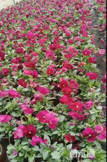 高度15厘米三色堇