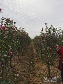 高度80厘米丛生木槿