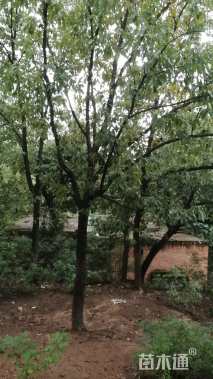 18公分栓皮栎