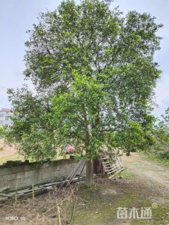 20公分丛生香橼