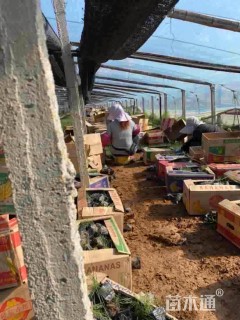 20厘米粉黛乱子草