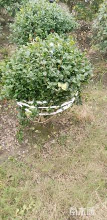 冠幅120厘米无刺枸骨球