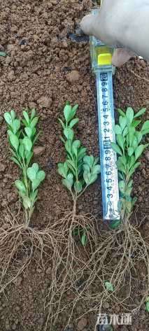 高度10厘米小叶黄杨