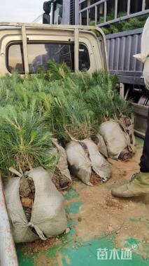 高度80厘米黑松