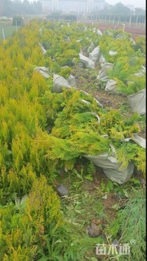 高度35厘米洒金柏