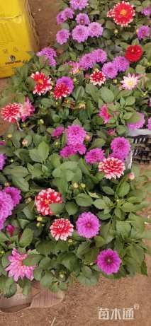 高度40厘米小丽花