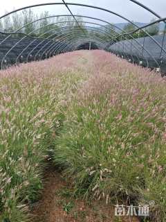 高度38厘米坡地毛冠草