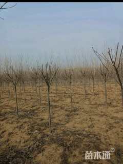 3公分染井吉野樱